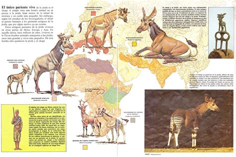 Koprolitos: ZOOBOOKS: Antepasados de las jirafas y los équidos