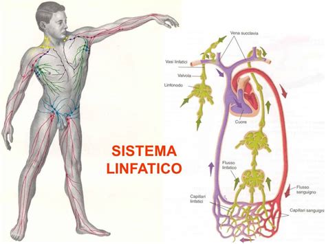 L IMPORTANZA DEL SISTEMA LINFATICO | Fisiokinè Network