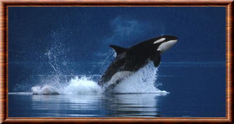 L orque  Orcinus orca