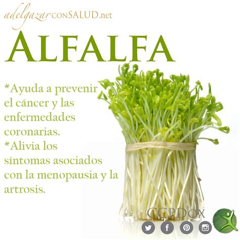 La #alfalfa ayuda a prevenir el cáncer y las enfermedades coronarias ...