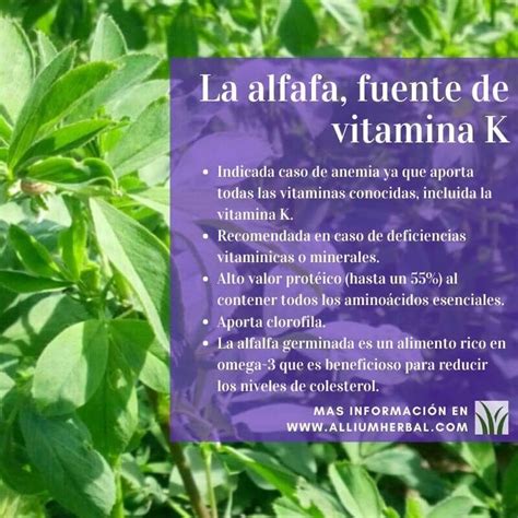 La alfalfa, excelente estimulante y energizante general | Hierbas ...
