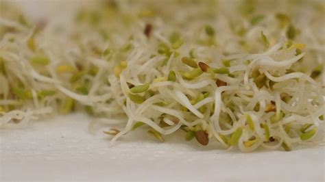 La alfalfa germinada,  trendy  y sana