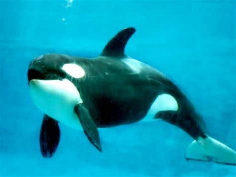La alimentación de las ballenas orcas » ORCAPEDIA