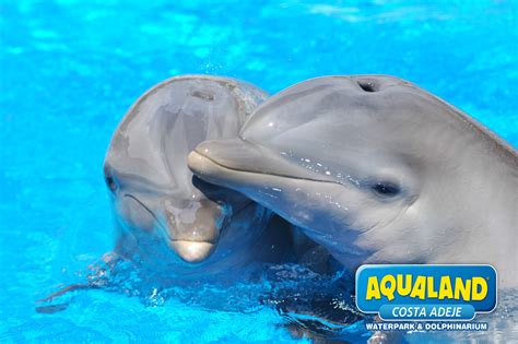 La alimentación de los delfines en Aqualand Costa Adeje ...