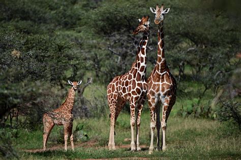 La amenaza de la extinción silenciosa de la jirafa en África