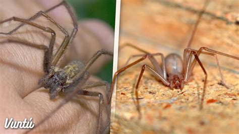 La araña más peligrosa y venenosa de México   YouTube