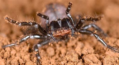 La araña más venenosa del mundo amplía su parentela