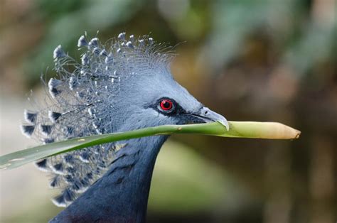 La aves más curiosas del mundo | Aves