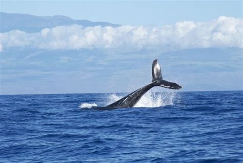 La ballena azul | Características, hábitat, qué come, peligro