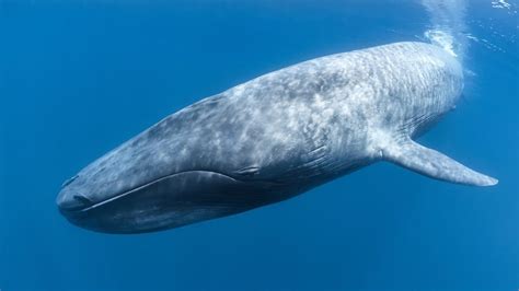 La ballena azul: el animal más grande del mundo   YouTube