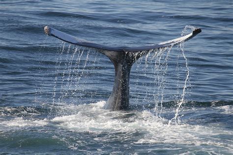 La ballena más solitaria del mundo | Juan de la Ciencia