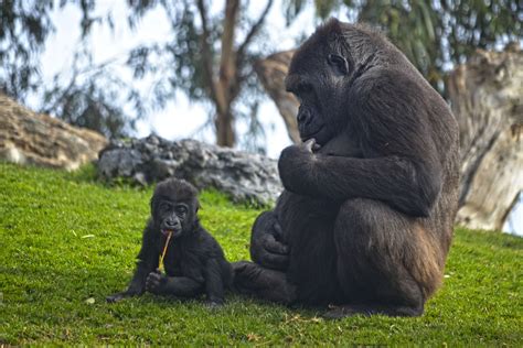 La bebé gorila  VIRUNGA  nacida en el bosque ecuatorial de ...