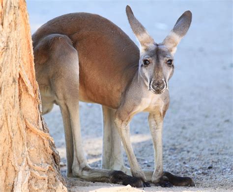 La belleza de la fauna típica de Australia en 50 fotos   Imágenes ...