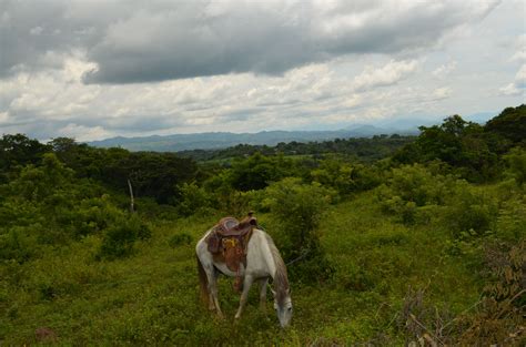 La campiña salvadoreña, en San Esteban Catarina, San Vicente | Animals, Cow