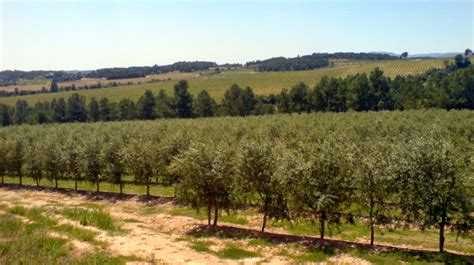 La carabasera: Cultivo del olivo por espaldera