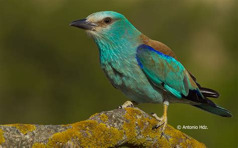 La carraca europea, ave del año 2012 | Club Aventureros ...