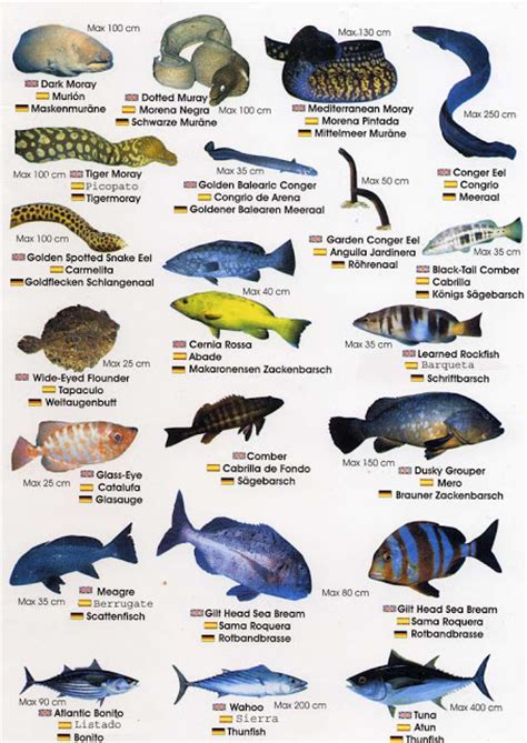 LA CARTILLA DIGITAL: Fauna marina