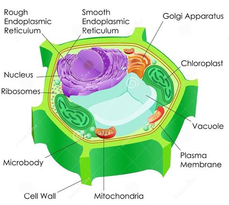 La cellula vegetale.