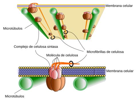 La célula. 2. Matriz extracelular. Glúcidos. Atlas de ...