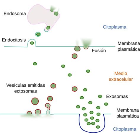 La célula. Ampliaciones. Vesículas extracelulares. Atlas ...