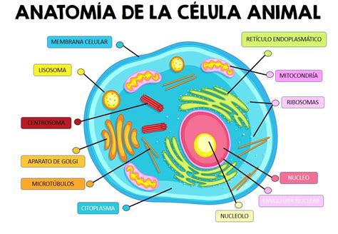 La célula animal, colorear y completar PRIMARIA EDITABLE ...
