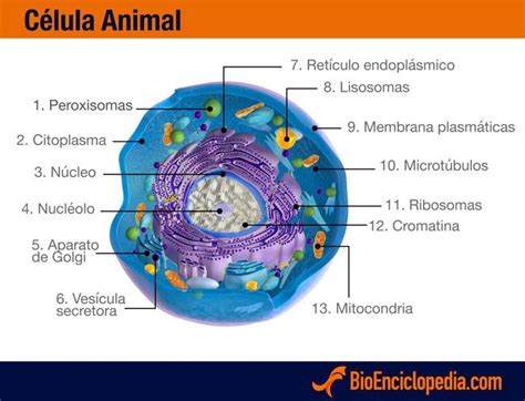 La Célula Animal   Información y Características ...