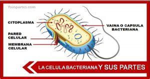 La célula bacteriana y sus partes   Y sus partes