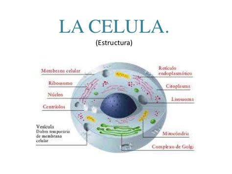 La celula biologia