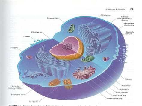 la celula: celulas ,clases,partes, tejidos clases y funciones