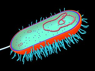 La célula: Células procariotas y eucariotas