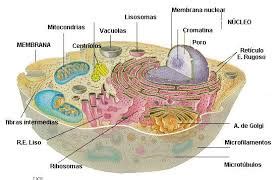 La célula como una unidad vital, funcional y reproductora ...
