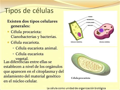 La célula como unidad de organización biológica   ppt ...