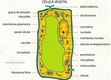 La célula es la unidad estructural y funcional de los ...