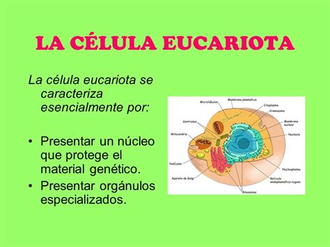LA CÉLULA EUCARIOTA La célula eucariota se caracteriza ...