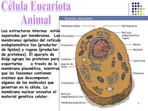 La Celula Eucariota