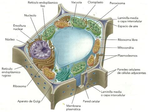 la celula eucariota vegetal | Ejemplos de organelos ...