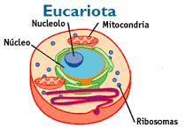 La célula eucariota y procariota