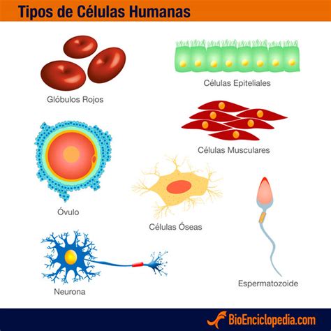 La Célula Humana, Características, Partes   BioEnciclopedia