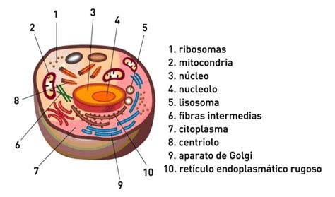 La celula humana y sus partes para niños   Imagui