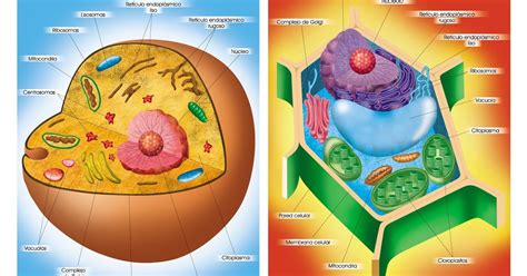 La célula: La Célula organelos y funciones
