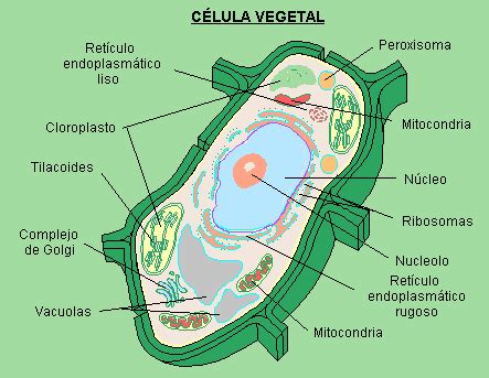 LA CELULA: la celula vegetal sus partes