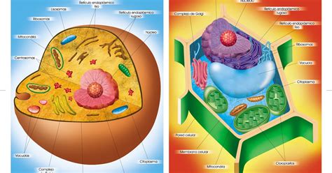 LA CÉLULA: Las células eucariotas: Animales y Vegetales
