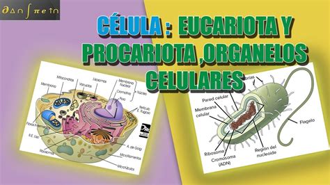 La Célula   Parte2, célula eucariota, procariota y ...