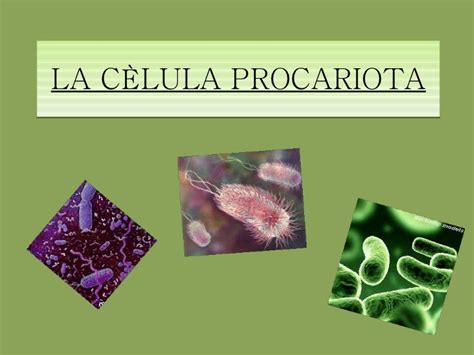 La cèlula procariota
