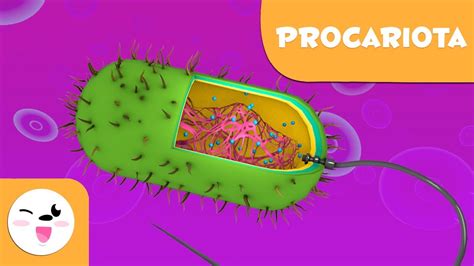 La célula procariota y sus partes   Ciencias Naturales ...
