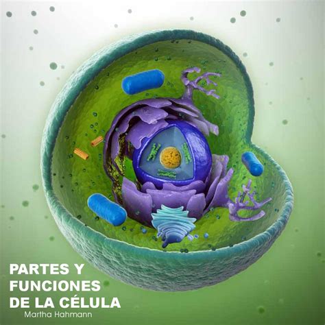 La Celula sus partes y funciones by William Fernando ...