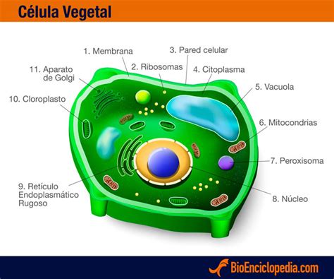 La Célula Vegetal, Características, Partes   BioEnciclopedia