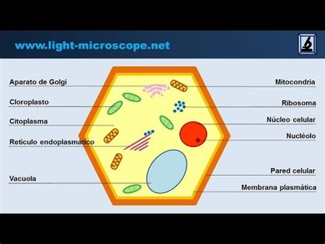 La célula vegetal y sus partes   YouTube