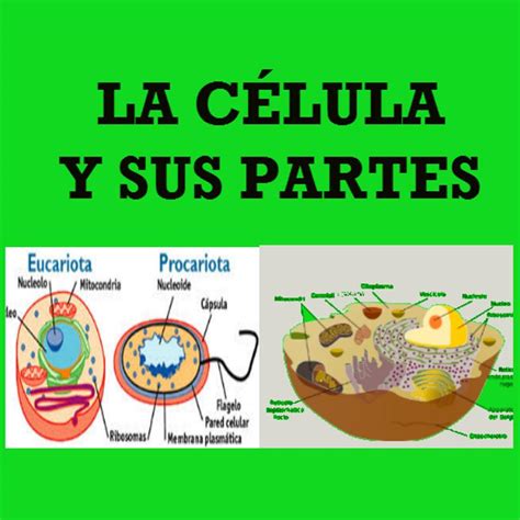 LA CÉLULA Y SUS PARTES for Android   APK Download