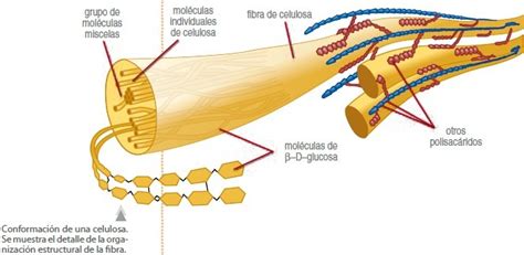 La celulosa   Escuelapedia   Recursos EducativosEscuelapedia – Recursos ...